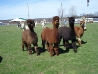 2016 GPRG48 Alpaca Farm Tour