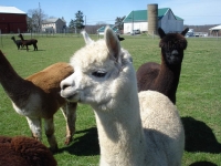 2016 GPRG48 Alpaca Farm Tour